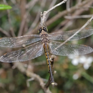 Hemicordulia tau at Acton, ACT - 13 Nov 2019 12:31 PM