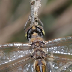 Hemicordulia tau at Acton, ACT - 13 Nov 2019