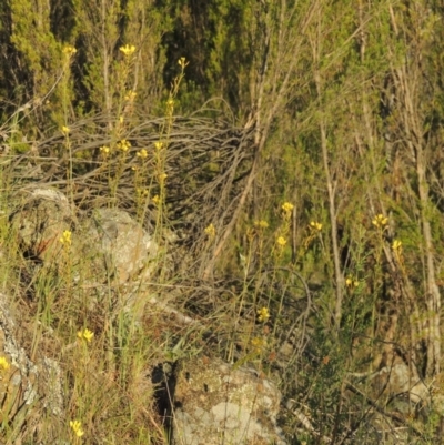 Bulbine glauca (Rock Lily) at Gigerline Nature Reserve - 11 Nov 2019 by michaelb