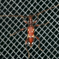 Coptocercus biguttatus (A longhorn beetle) at Rosedale, NSW - 15 Nov 2019 by jbromilow50