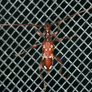 Coptocercus biguttatus at Rosedale, NSW - 15 Nov 2019