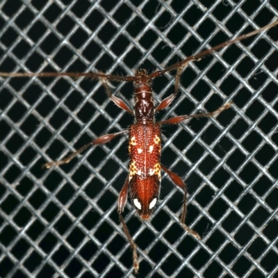 Coptocercus biguttatus (A longhorn beetle) at Rosedale, NSW - 15 Nov 2019 by jb2602