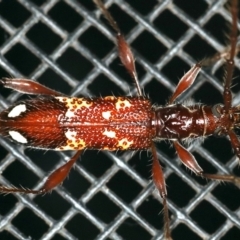 Coptocercus biguttatus at Rosedale, NSW - 15 Nov 2019