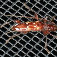 Coptocercus biguttatus at Rosedale, NSW - 15 Nov 2019