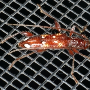 Coptocercus biguttatus at Rosedale, NSW - 15 Nov 2019 07:57 PM