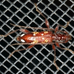 Coptocercus biguttatus at Rosedale, NSW - 15 Nov 2019 07:57 PM