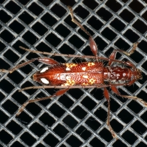 Coptocercus biguttatus at Rosedale, NSW - 15 Nov 2019