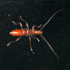 Coptocercus biguttatus at Rosedale, NSW - 15 Nov 2019