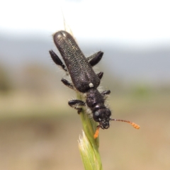 Eleale simplex (Clerid beetle) at Lanyon - northern section - 2 Nov 2019 by michaelb