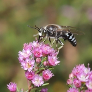 Bembix sp. (genus) at Hackett, ACT - 20 Nov 2019 11:35 AM