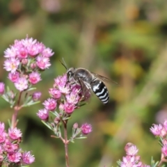 Bembix sp. (genus) at Hackett, ACT - 20 Nov 2019 11:35 AM