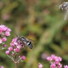 Bembix sp. (genus) at Hackett, ACT - 20 Nov 2019 11:35 AM