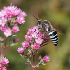 Bembix sp. (genus) at Hackett, ACT - 20 Nov 2019 11:35 AM