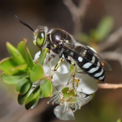 Bembix sp. (genus) (Unidentified Bembix sand wasp) at Acton, ACT - 20 Nov 2019 by TimL