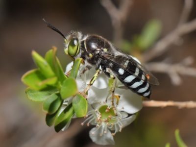 Bembix sp. (genus) (Unidentified Bembix sand wasp) at Acton, ACT - 20 Nov 2019 by TimL