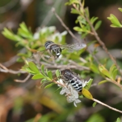 Bembix sp. (genus) at Acton, ACT - 20 Nov 2019