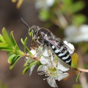 Bembix sp. (genus) at Acton, ACT - 20 Nov 2019