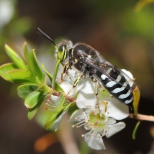 Bembix sp. (genus) at Acton, ACT - 20 Nov 2019