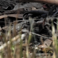 Litoria peronii at Paddys River, ACT - 17 Nov 2019 02:31 PM