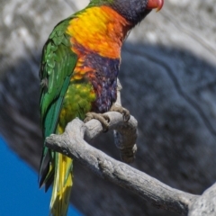 Trichoglossus moluccanus (Rainbow Lorikeet) at Symonston, ACT - 21 Nov 2019 by Marthijn