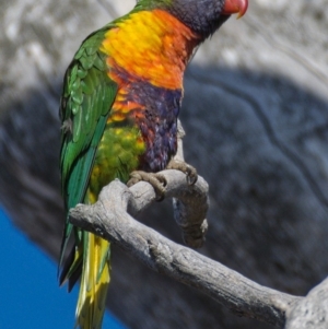 Trichoglossus moluccanus at Symonston, ACT - 21 Nov 2019