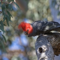 Callocephalon fimbriatum (Gang-gang Cockatoo) at Callum Brae - 20 Nov 2019 by Marthijn