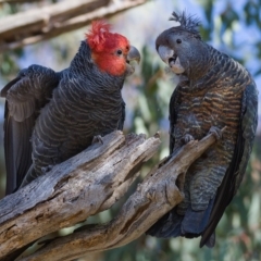 Callocephalon fimbriatum (Gang-gang Cockatoo) at Symonston, ACT - 20 Nov 2019 by Marthijn