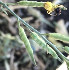 Lehtinelagia prasina (Leek-green flower spider) at Crestwood, NSW - 14 Nov 2019 by Elsmee