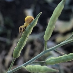 Lehtinelagia prasina at Crestwood, NSW - 14 Nov 2019