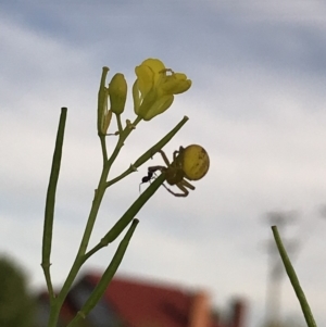 Lehtinelagia prasina at Crestwood, NSW - 14 Nov 2019