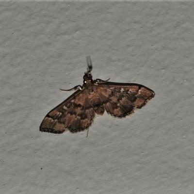 Nacoleia rhoeoalis (A Crambid moth (Spilomelinae) at Wanniassa, ACT - 20 Nov 2019 by JohnBundock