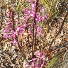 Dipodium roseum (Rosy Hyacinth Orchid) at Wingecarribee Local Government Area - 20 Nov 2019 by Charwood