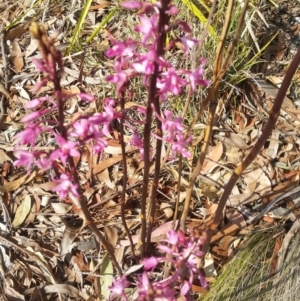 Dipodium roseum at Wingecarribee Local Government Area - suppressed