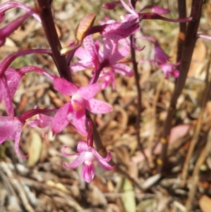 Dipodium roseum at Wingecarribee Local Government Area - suppressed