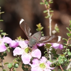 Comptosia stria (A bee fly) at ANBG - 20 Nov 2019 by HelenCross