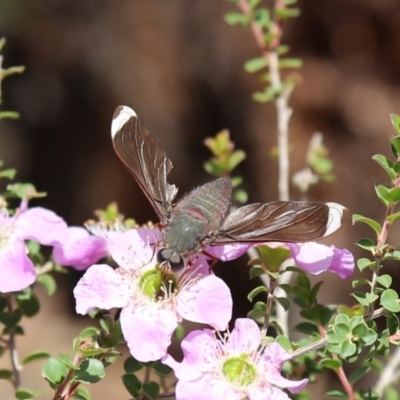 Comptosia stria (A bee fly) at Acton, ACT - 20 Nov 2019 by HelenCross