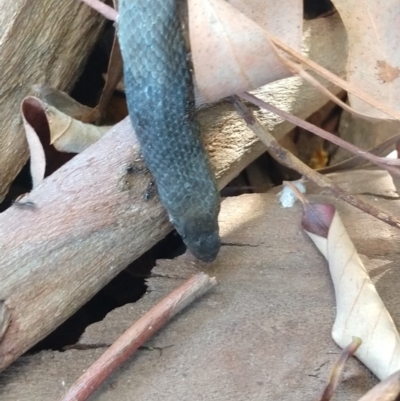 Pseudonaja textilis (Eastern Brown Snake) at Karabar, NSW - 21 Nov 2019 by LyndalT