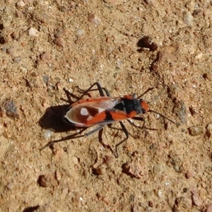 Melanerythrus mactans at Molonglo Valley, ACT - 10 Nov 2019 02:13 PM