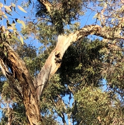 Callocephalon fimbriatum (Gang-gang Cockatoo) at Stirling Park - 20 Nov 2019 by Ratcliffe