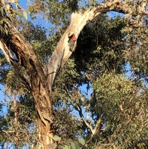 Callocephalon fimbriatum at Yarralumla, ACT - 21 Nov 2019