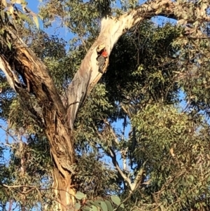 Callocephalon fimbriatum at Yarralumla, ACT - suppressed