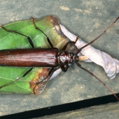 Xystrocera virescens (Large Brown Longhorn Beetle) at Rosedale, NSW - 15 Nov 2019 by jb2602