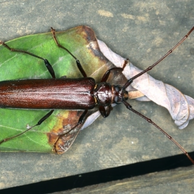 Xystrocera virescens (Large Brown Longhorn Beetle) at Rosedale, NSW - 15 Nov 2019 by jb2602