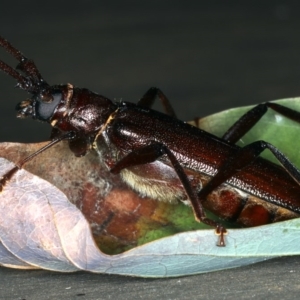 Xystrocera virescens at Rosedale, NSW - 15 Nov 2019 09:08 PM