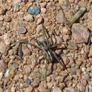 Artoriopsis sp. (genus) at Molonglo Valley, ACT - 10 Nov 2019 01:58 PM