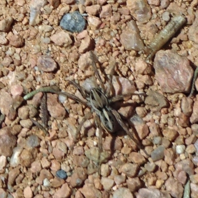 Artoriopsis sp. (genus) (Unidentified Artoriopsis wolf spider) at Molonglo Valley, ACT - 10 Nov 2019 by JanetRussell