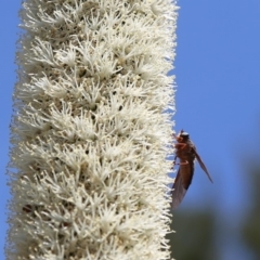 Comptosia sp. (genus) (Unidentified Comptosia bee fly) at Acton, ACT - 20 Nov 2019 by HelenCross