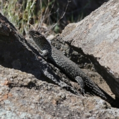 Egernia cunninghami (Cunningham's Skink) at Cooleman Ridge - 16 Nov 2019 by HelenCross