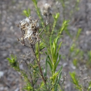 Cassinia hewsoniae at Sutton, NSW - 21 Aug 2019 11:10 AM