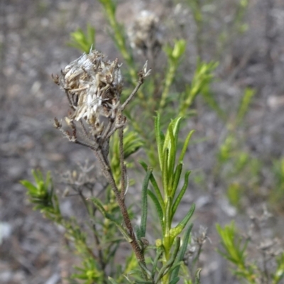 Cassinia hewsoniae (Sticky Cassinia) at Sutton, NSW - 21 Aug 2019 by JanetRussell